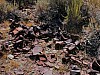rost 1 - (c) e rockstroh.jpg